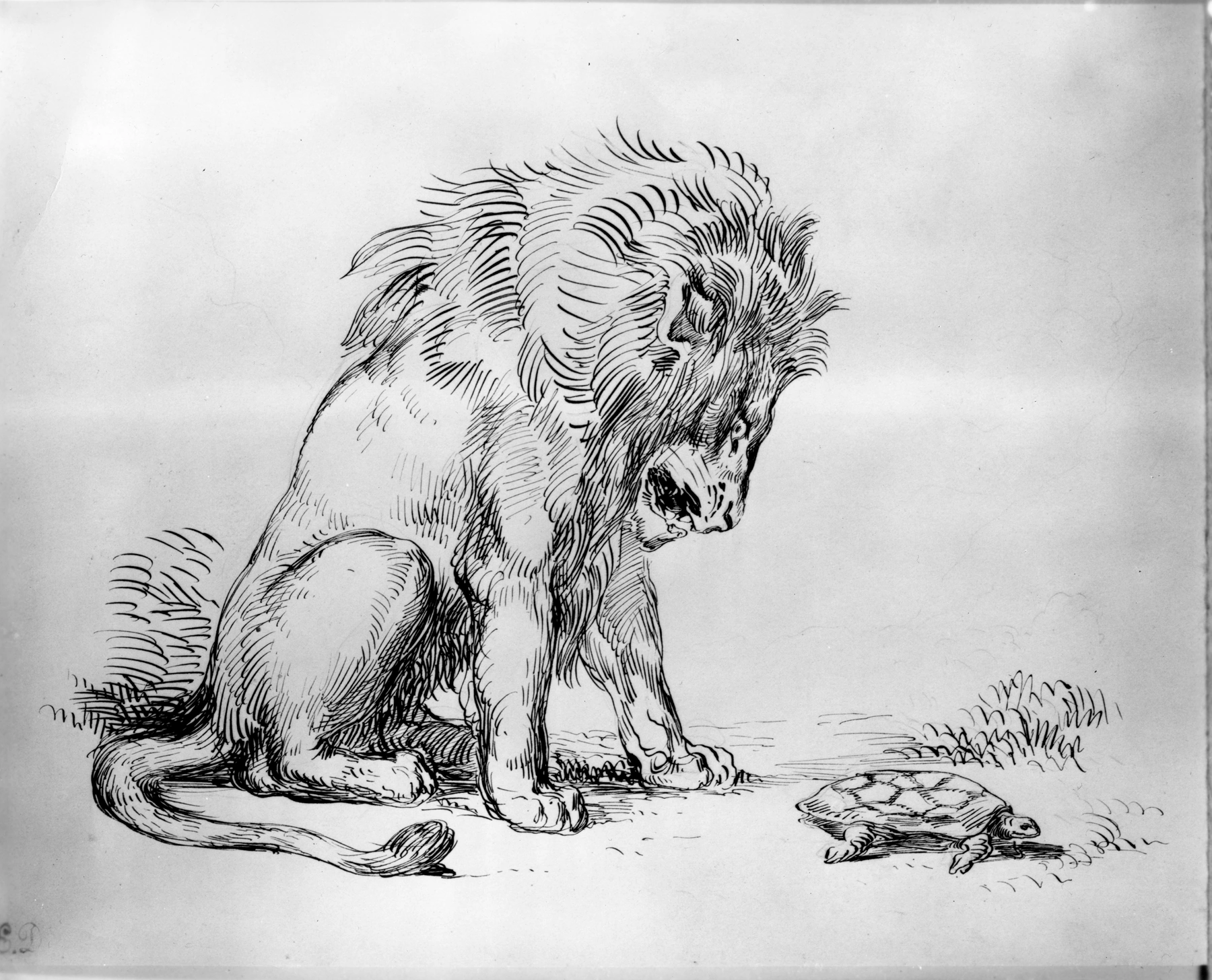 Le Lion et la Tortue