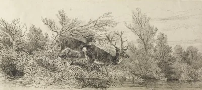 Cerf dans les bois — Karl Bodmer (1809) — pencil on paper, Walters Art Museum, Baltimore