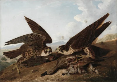 Faucons pèlerins — John James Audubon (1822) — oil on canvas, Cleveland Museum of Art