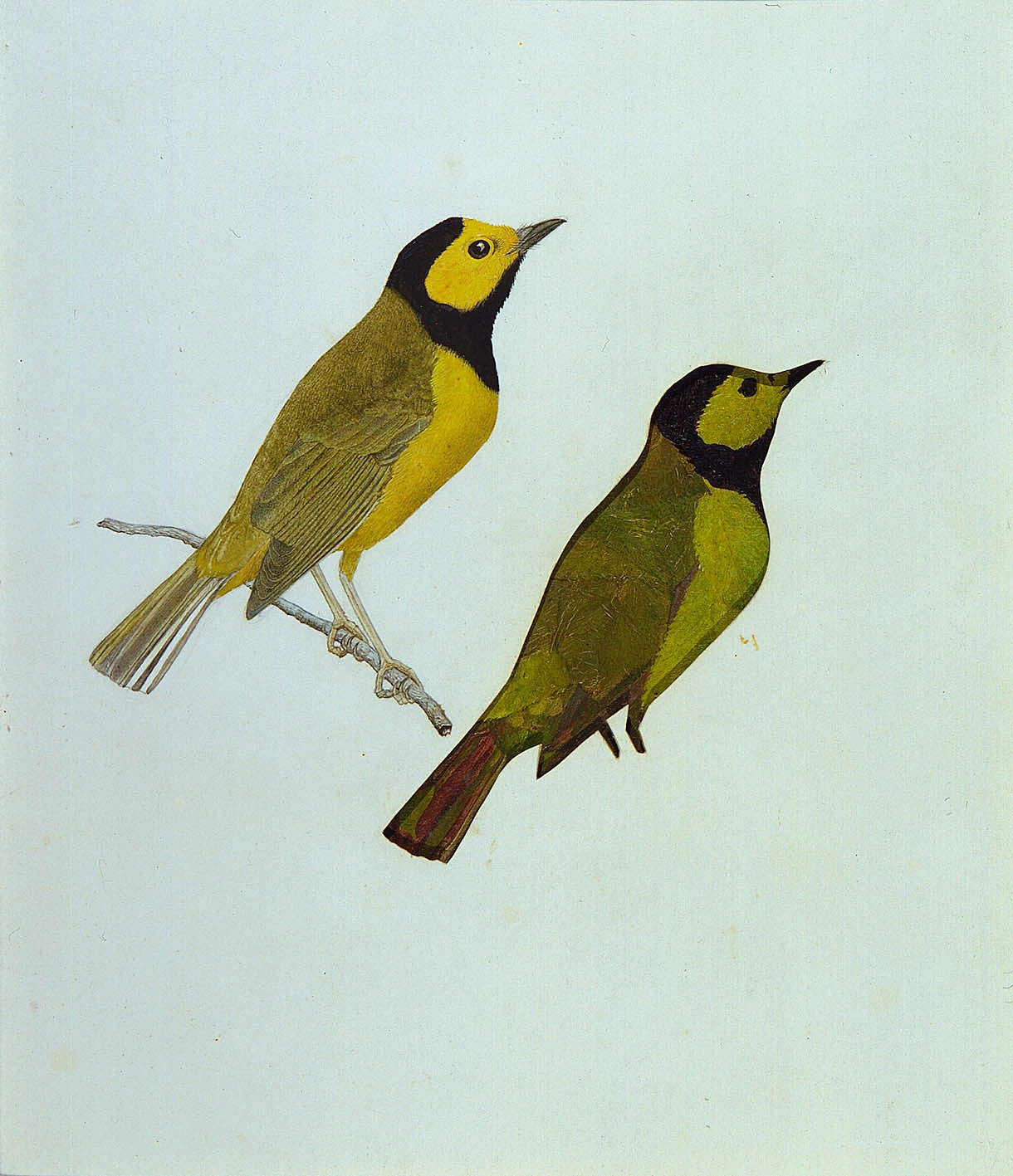 Parulines à capuchon (étude pour le livre La Coloration protectrice dans le règne animal)