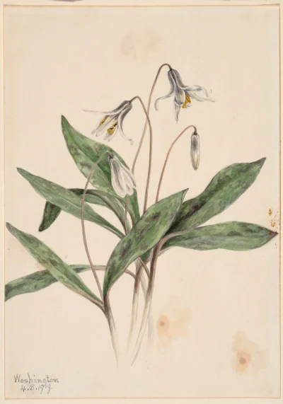 Le Lis des truites blanc (Erythronium albidum) — Walcott, Mary Vaux (1910) — Paintings, Smithsonian