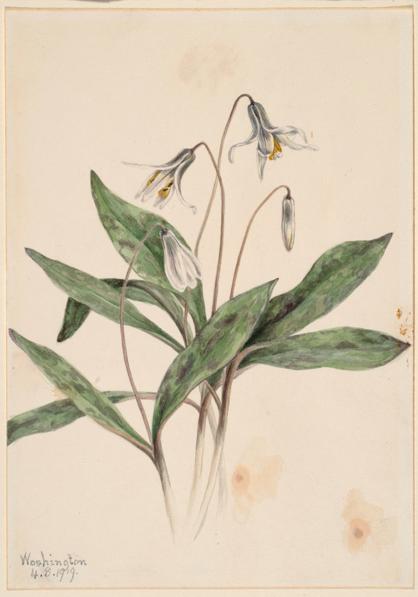 Le Lis des truites blanc (Erythronium albidum)