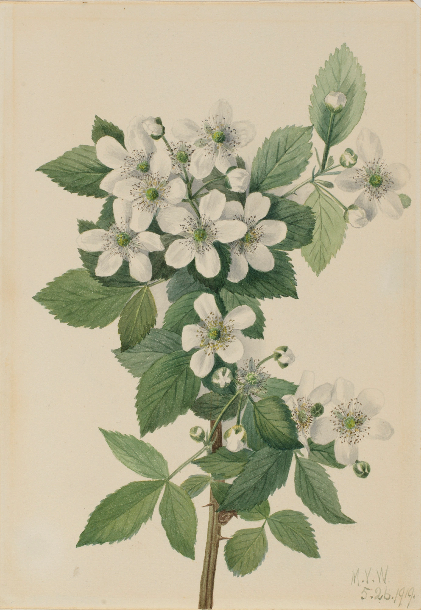 La Mûre à buisson haut (Rubus argutus)