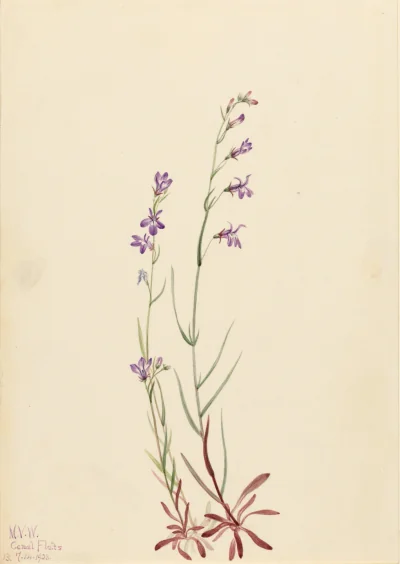 Lobélie des ruisseaux (Lobelia kalmii) — Walcott, Mary Vaux (1920) — Paintings, Smithsonian