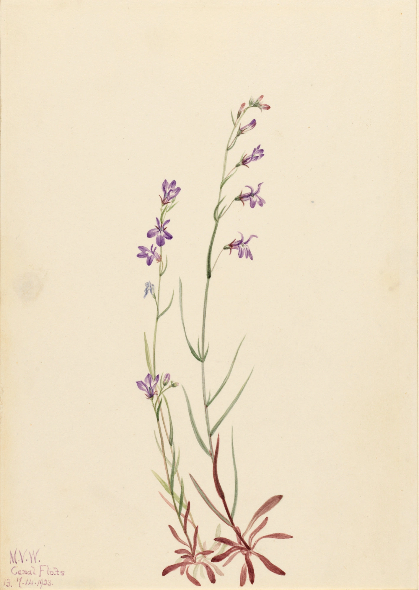 Lobélie des ruisseaux (Lobelia kalmii)