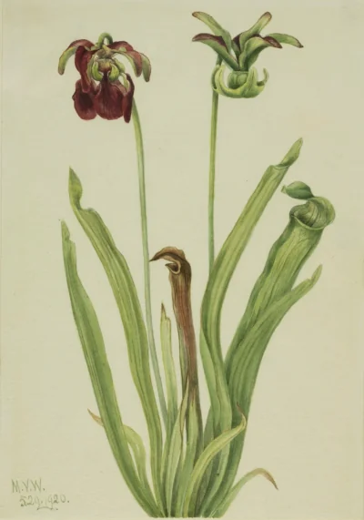 Sarracénie douce (Sarracenia rubra) — Walcott, Mary Vaux (1920) — Paintings, Smithsonian