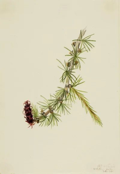 Mélèze de Lyall (Larix lyallii) — Walcott, Mary Vaux (1910) — Paintings, Smithsonian