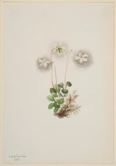 Nymphe des bois (Moneses uniflora) — Walcott, Mary Vaux (1900) — Paintings, Smithsonian