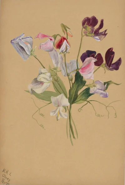(Sans titre -- Étude de fleurs) — Walcott, Mary Vaux (1880) — Paintings, Smithsonian