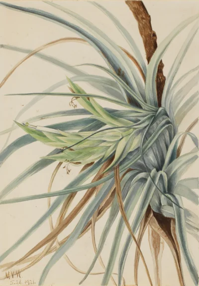 Ananas sauvage (Tillandsia fasciculata) — Walcott, Mary Vaux (1920) — Paintings, Smithsonian