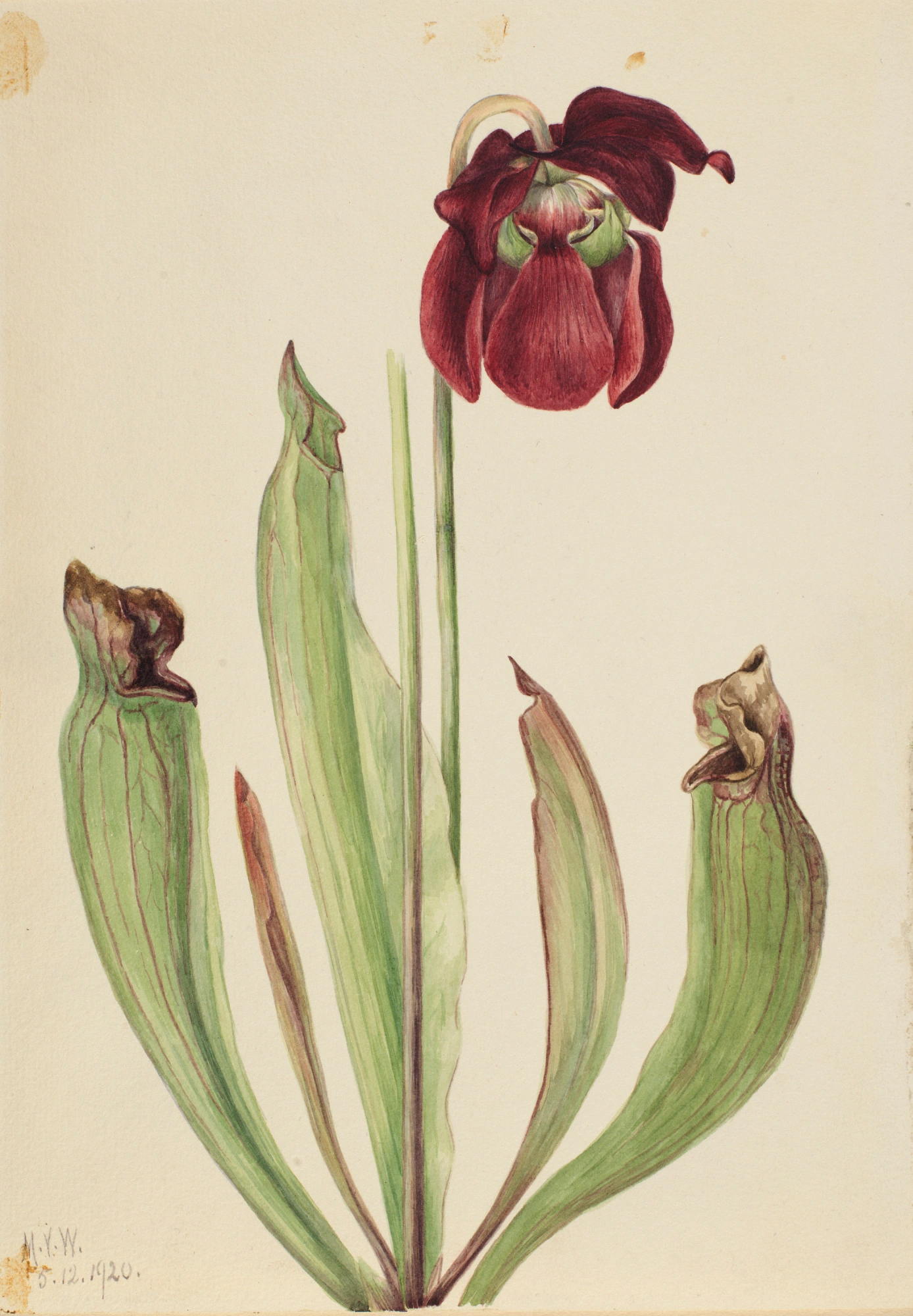 Sarracénie hybride (Sarracenia rubra x purpurea venosa)